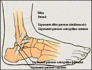 ligamentos tobillo